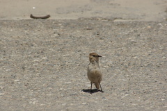 Pseudopodoces humilis
