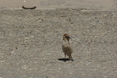 Pseudopodoces humilis