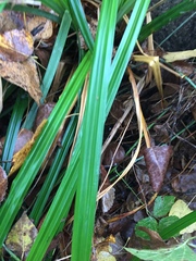 Carex uncinata