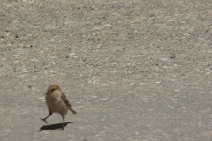 Pseudopodoces humilis
