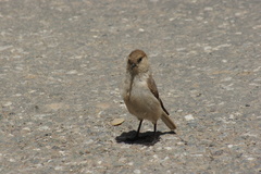 Pseudopodoces humilis