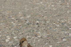 Pseudopodoces humilis