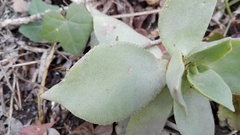 Crassula lactea