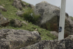 Pseudopodoces humilis