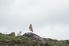 Pseudopodoces humilis