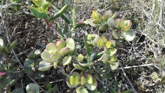 Cotyledon woodii