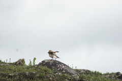 Pseudopodoces humilis