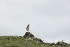 Pseudopodoces humilis