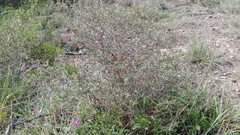 Delosperma gratiae