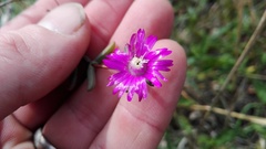 Delosperma gratiae