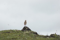 Pseudopodoces humilis