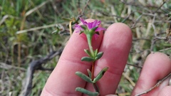 Delosperma gratiae