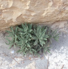 Podonosma orientalis