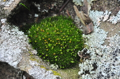 Schistidium maritimum