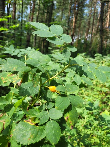 Rosa viarum, photograph 4