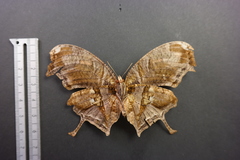 Consul fabius cecrops