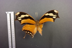 Consul fabius cecrops