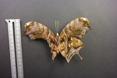 Consul fabius cecrops