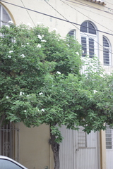 Cordia boissieri