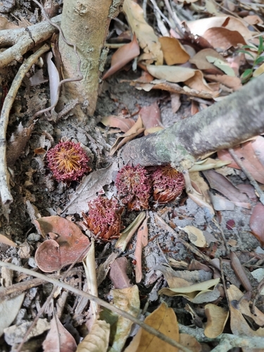 Langsdorffia hypogaea