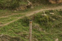 Luscinia phaenicuroides