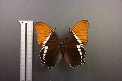 Siproeta epaphus epaphus