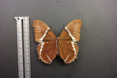 Siproeta epaphus epaphus