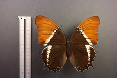 Siproeta epaphus epaphus