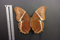 Siproeta epaphus epaphus