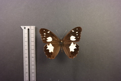 Oxeoschistus tauropolis tauropolis