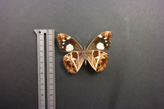 Oxeoschistus tauropolis tauropolis