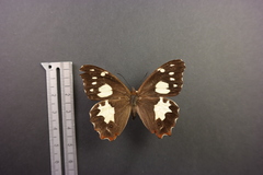 Oxeoschistus tauropolis tauropolis