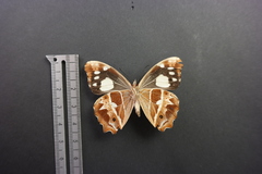 Oxeoschistus tauropolis tauropolis