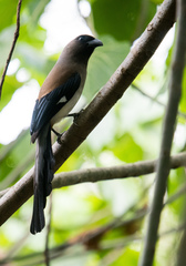 Dendrocitta formosae formosae