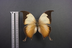 Consul electra electra