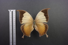 Consul electra electra