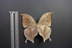 Consul electra electra