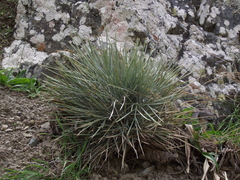 Aciphylla squarrosa squarrosa
