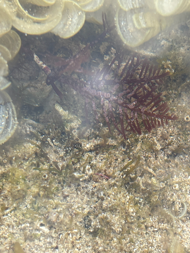 Pterocladiella capillacea observed 2025-07-27