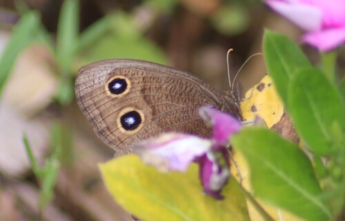 Common wood-nymph