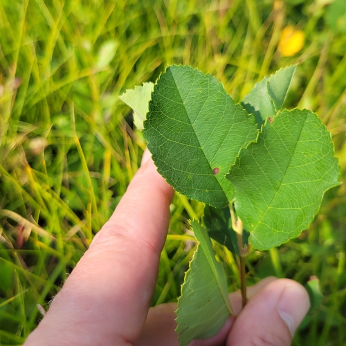 Nantucket Shadbush (Amelanchier nantucketensis)