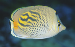 Chaetodon pelewensis