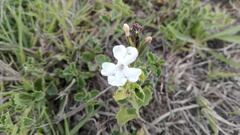 Chascanum cuneifolium