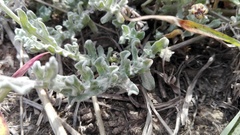 Helichrysum odoratissimum