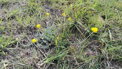 Helichrysum odoratissimum