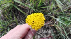 Helichrysum odoratissimum