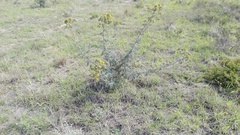 Berkheya heterophylla radiata