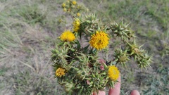 Berkheya heterophylla radiata