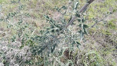 Berkheya heterophylla radiata