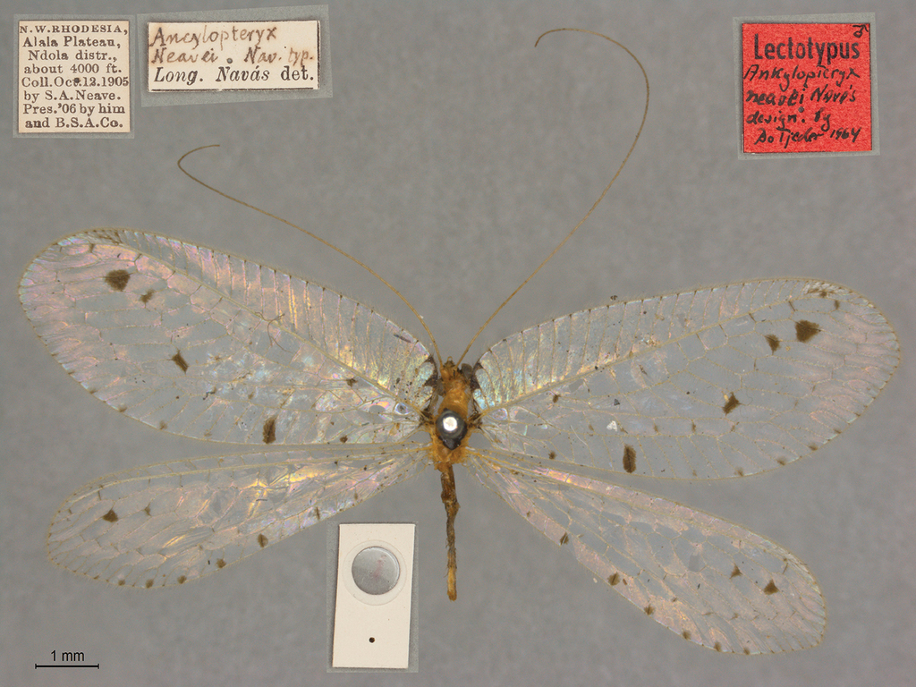 Parankylopteryx